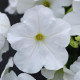 Петуния амп,многоцв, My Joy F1 White