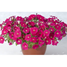 Петуния многоцв амп MyLove F1 Rose Eye