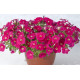 Петуния многоцв амп MyLove F1 Rose Eye