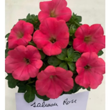 Петуния амп,многоцв, My Joy F1 Salmon Rose