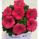 Петуния амп,многоцв, My Joy F1 Salmon Rose