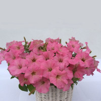Петуния многоцв амп MyLove F1 Salmon