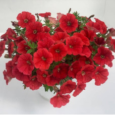 Петуния амп,многоцв, My Joy F1 Orange Red