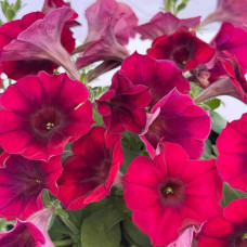 Петунія багатокв. амп. My Love F1 Burgundy Shades 10 шт, Farao
