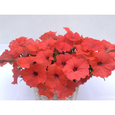 Петуния многоцв амп MyLove F1 Orange Red