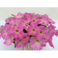 Петуния многоцв амп MyLove F1 Pale Pink