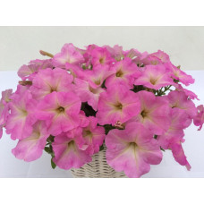 Петуния многоцв амп MyLove F1 Pale Pink