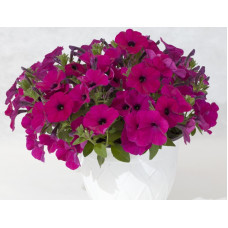 Петуния многоцв амп MyLove F1 Violet
