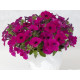 Петуния многоцв амп MyLove F1 Violet