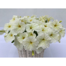 Петуния многоцв амп MyLove F1 White