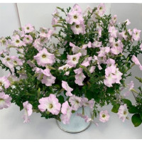 Петунія особлива Piramide F1 Soft Lilac, 5 шт, Farao