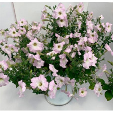 Петунія особлива Piramide F1 Soft Lilac, 1000 шт, Farao
