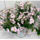 Петунія особлива Piramide F1 Soft Lilac, 25 шт, Farao