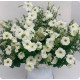 Петунія особлива Piramide F1 White, 25 шт, Farao