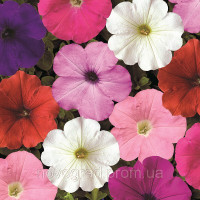 Петуния ампельная Plush™ Formula Mix
