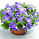 Петуния Ramblin™ F1 Sky Blue