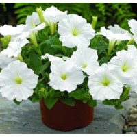 Петуния Ramblin™ F1 White