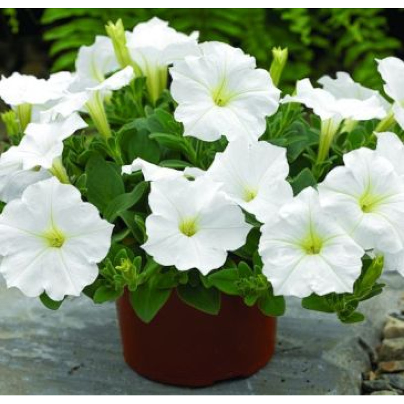 Петуния Ramblin™ F1 White