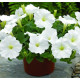 Петуния Ramblin™ F1 White