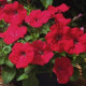 Петуния Ramblin™ F1 Red