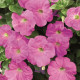 Петуния Ramblin™ F1 Lavender
