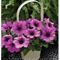 Петуния Ramblin™ F1 Sugar Plum