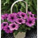 Петуния Ramblin™ F1 Sugar Plum