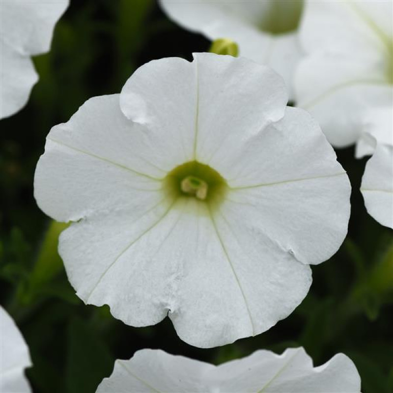 Петунія ампельна SHOCK WAVE®F1 White, 25 шт, PanAmerican