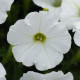 Петунія ампельна SHOCK WAVE®F1 White, 25 шт, PanAmerican