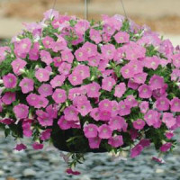 Петунія ампельна SHOCK WAVE®F1 Pink Shades, 5 шт, PanAmerican