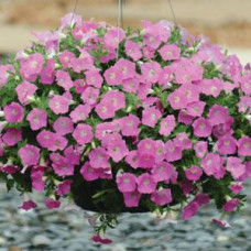 Петунія ампельна SHOCK WAVE®F1 Pink Shades, 5 шт, PanAmerican