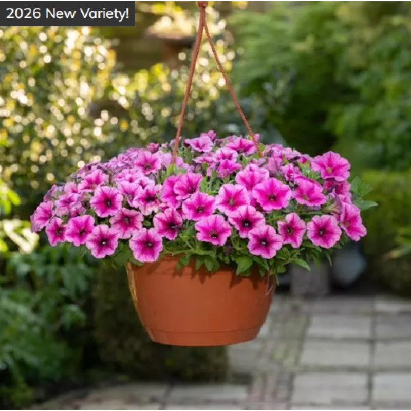 Петунія ампельна SHOCK WAVE®F1 Rose Vein, 25 шт, PanAmerican