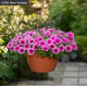 Петунія ампельна SHOCK WAVE®F1 Rose Vein, 25 шт, PanAmerican