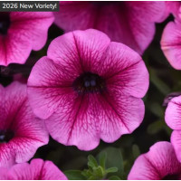 Петунія ампельна SHOCK WAVE®F1 Rose Vein, 5 шт, PanAmerican