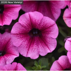Петунія ампельна SHOCK WAVE®F1 Rose Vein, 5 шт, PanAmerican