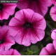 Петунія ампельна SHOCK WAVE®F1 Rose Vein, 25 шт, PanAmerican