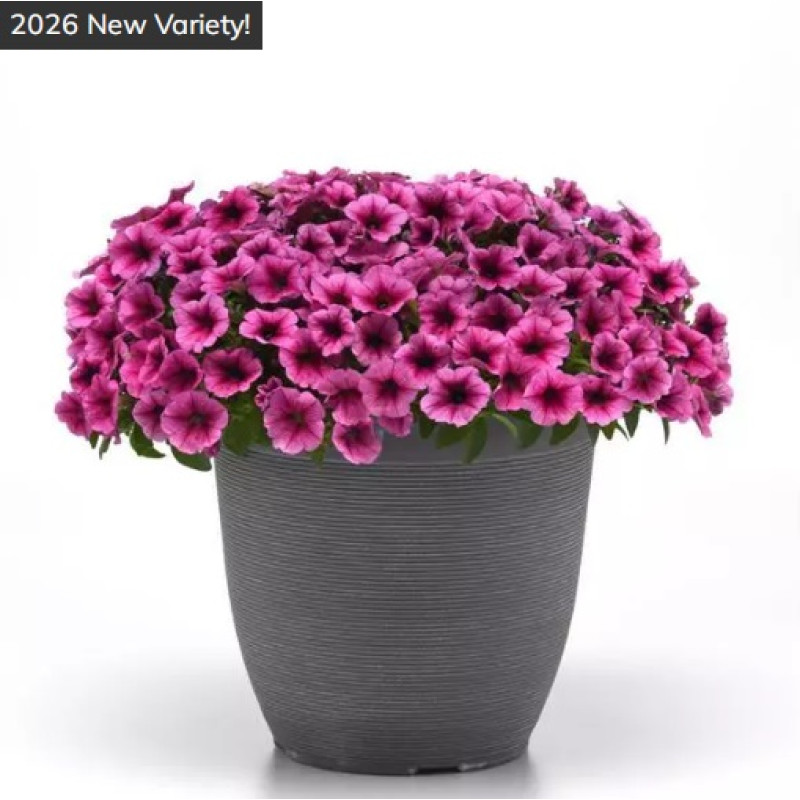Петунія ампельна SHOCK WAVE®F1 Rose Vein, 25 шт, PanAmerican
