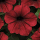 Петуния TIDAL WAVE® F1 RED VELOUR