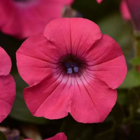 Петунія ампельна TIDAL WAVE® F1 HOT PINK, 5 шт, PanAmerican