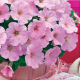 Петунія ампельна Trilogy F1 Pink Lips, 1000 шт, Takii seed