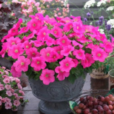 Петунія ампельна Trilogy F1 Rose Gen 2, 5 шт, Takii seed