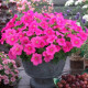 Петунія ампельна Trilogy F1 Rose Gen 2, 5 шт, Takii seed
