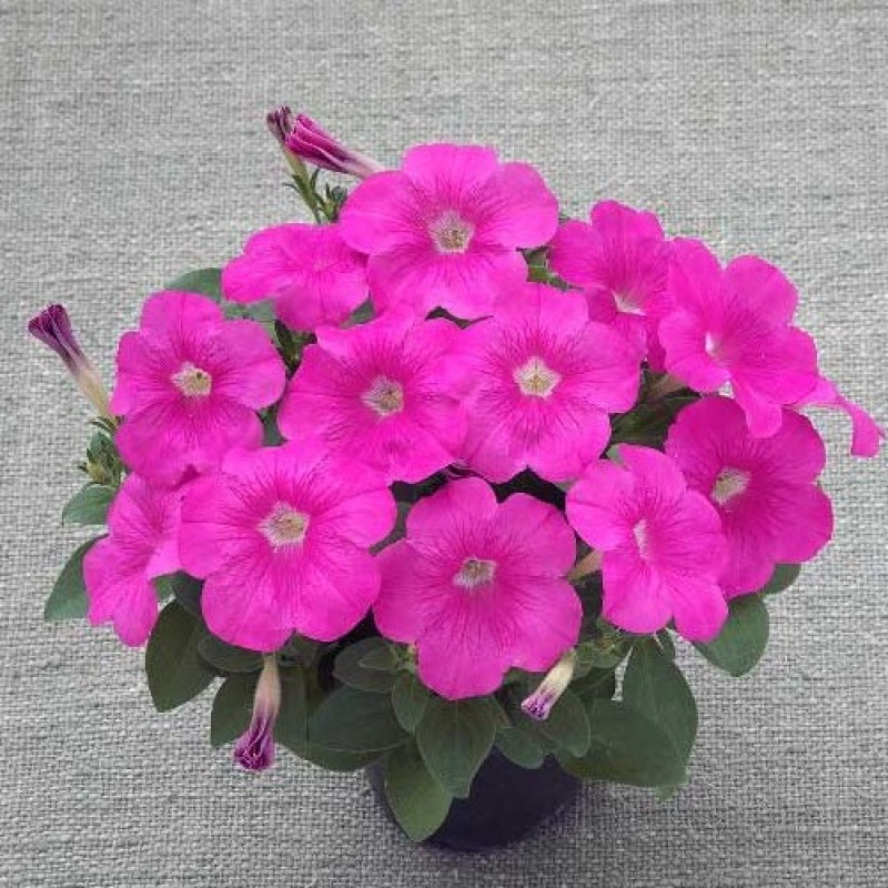 Петунія ампельна Trilogy F1 Rose Gen 2, 5 шт, Takii seed