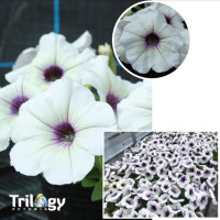 Петунія ампельна Trilogy F1 Silver Blotch, 5 шт, Takii seed