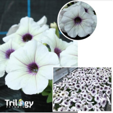 Петуния Trilogy F1 Silver Blotch