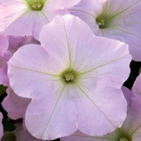 Петунія ампельна Trilogy F1 Lavender Pink, 25 шт, Takii seed