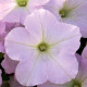 Петунія ампельна Trilogy F1 Lavender Pink, 25 шт, Takii seed