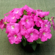 Петунія ампельна Trilogy F1 Rose, 25 шт, Takii seed