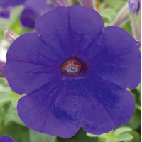 Петунія ампельна Trilogy F1 Blue, 100 шт, Takii seed