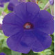 Петунія ампельна Trilogy F1 Blue, 100 шт, Takii seed